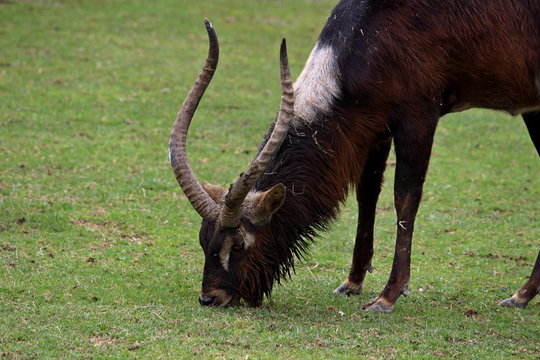 Nile lechwe (Kobus megaceros) male antelope
