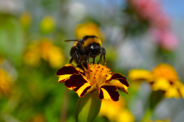 bee on yellow flower
