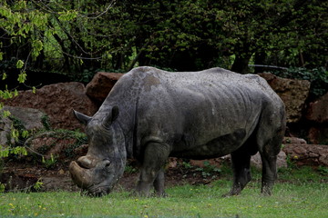 Naklejka premium White Rhino (Rhinocerotidae)