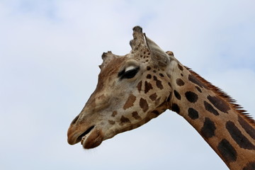 close-up Giraffe (Giraffa camelopardalis)