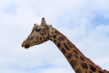 Giraffe (Giraffa camelopardalis)