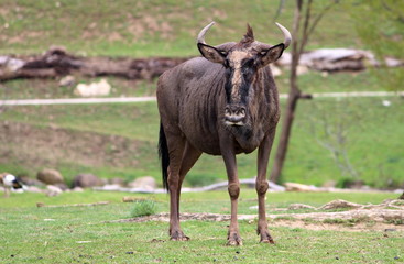 Naklejka na ściany i meble Gnu or Wildebeest (Connochaetes taurinus) with mud-dirty muzzle