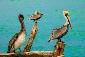 Brown birds resting on wood poles in front a blue Mexican beach, Holbox