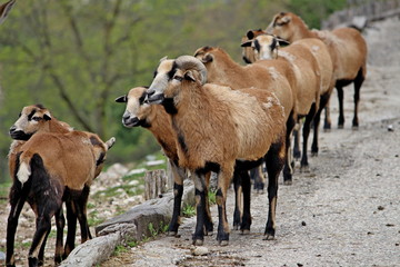 a group of Cameroon sheep in a row