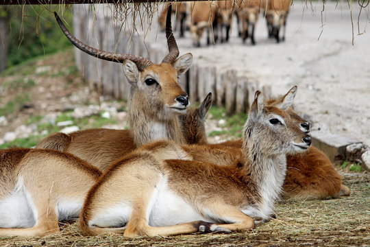 Kafue lechwe (Kobus leche kafuensis) sitting in a group