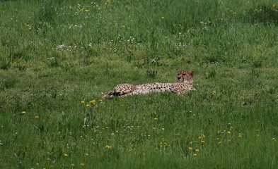 a cheetah rests in the sun