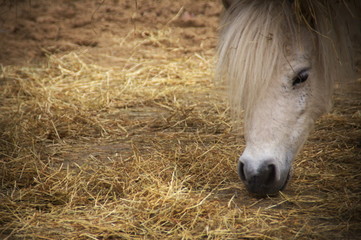 close up of a white horse with its head lowered - Powered by Adobe