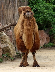 The Bactrian camel (Camelus bactrianus)
