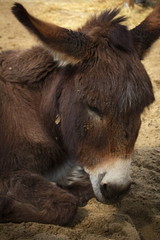 close up of a donkey