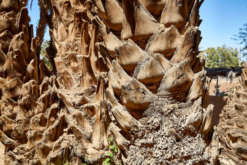 dry palm bark closeup pattern