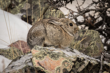 Cottontail Rabbit