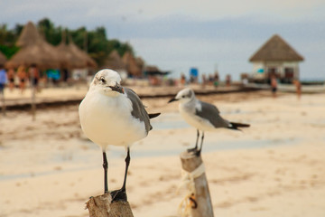 Fototapeta premium Beautiful seagull posing in a wooden post in Mexican beach, Holbox