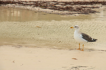 Beautiful seagull in Mexican beach