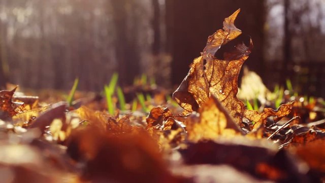 Fallen golden leaf swaying in the wind on the floor with other dead leaves