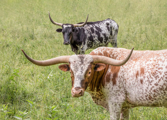 A Pair of Longhorns - Two longhorn cows, one ruddy and one black spotted, stand in the pasture and look your way.