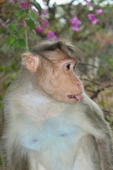 portrait of monkey with tongue sticking out