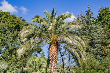 Big beautiful palm tree in the park