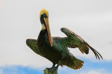 Brown Pelican with wet feathers posing in front of the sea in a wooden post