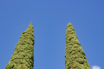 Cypress trees in the summer in the park
