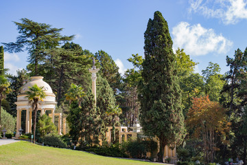 Fototapeta na wymiar Cypress trees in the summer in the park