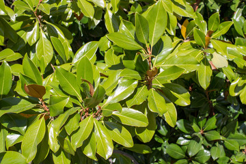 Green shrub close up in summer afternoon
