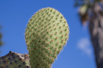 Small beautiful cactus in the summer park