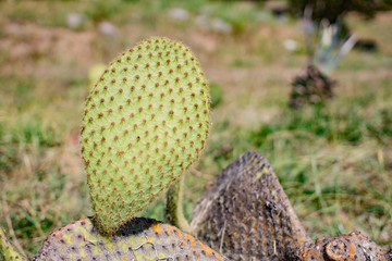 Small beautiful cactus in the summer park