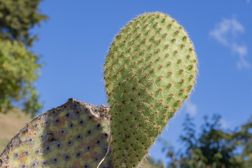 Small beautiful cactus in the summer park