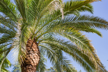 Fototapeta na wymiar Big beautiful palm tree in the park