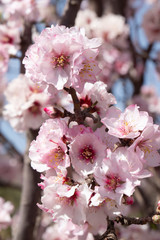Almond blossoms Africa Morocco road to the mountains