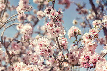 Almond blossoms Africa Morocco road to the mountains