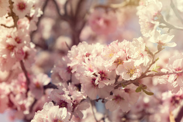 Almond blossoms Africa Morocco road to the mountains