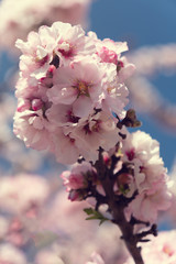 Almond blossoms Africa Morocco road to the mountains