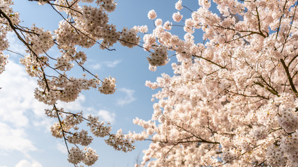 White Cherry blossoms in Frankfurt, Hesse, Germany, Europe