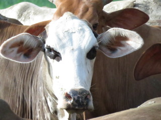 Vaca