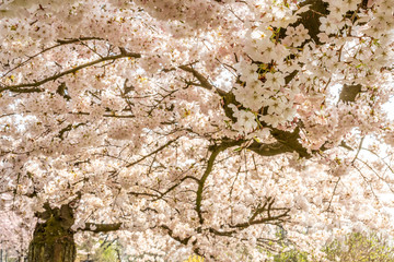 White Cherry blossoms in Frankfurt, Hesse, Germany, Europe