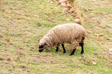 sheep eating grass