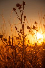 Obraz premium Golden wild field plants in the rays of the summer's sun