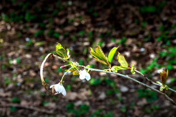 OLYMPUS DIGITAL CAMERA -NEW SHOOTS