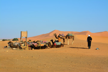 pustynia, Sahara Zachodnia, Maroko - obrazy, fototapety, plakaty