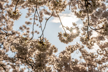 White Cherry blossoms in Frankfurt, Hesse, Germany, Europe