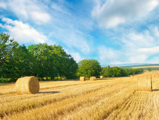 Straw bales on a wheat field and blue sky.