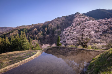 長野県 駒つなぎの桜