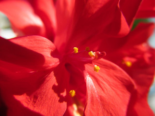 Fototapeta premium Red flower - Hawaiian Hibiscus close up. Beautiful natural blossom of China-rose outdoors and fresh petals with back lit by bright sunlight. 