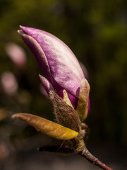 Magnolia Flowers Bud Spring Goloseevsky Botanikal Park