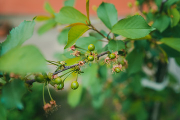 young bloom cherry tree with small fruits and flowers