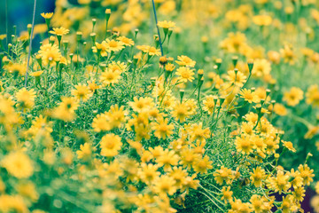 Yellow Daisy little bloom in morning with green leaf.Closeup of beautiful flowers blooming in the garden.nature view of flower with natural background.vintage tone.