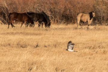 Hunting Marsh Hawk