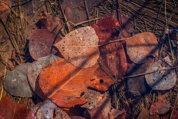 Leaves under Water in Spring
