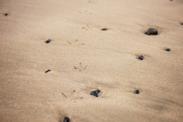 bird foot prints in sand on a beach by the sea ocean